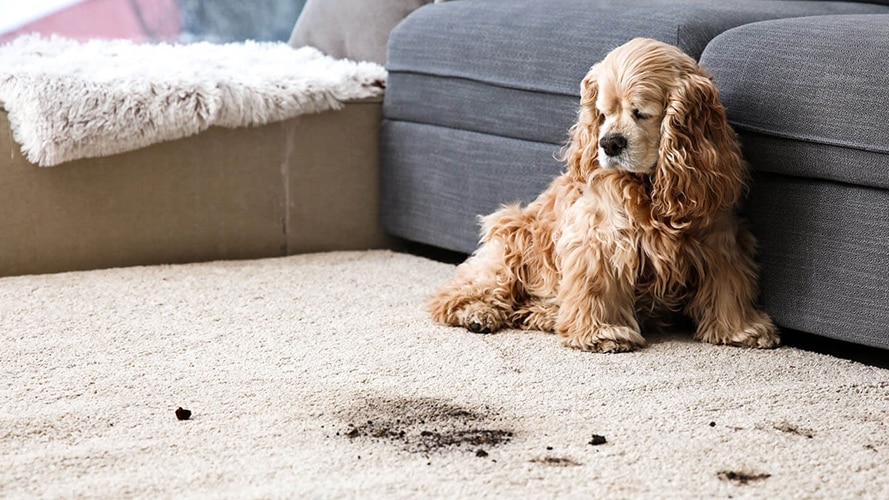 What’s the Best Way to Remove Pet Odor from Carpets?