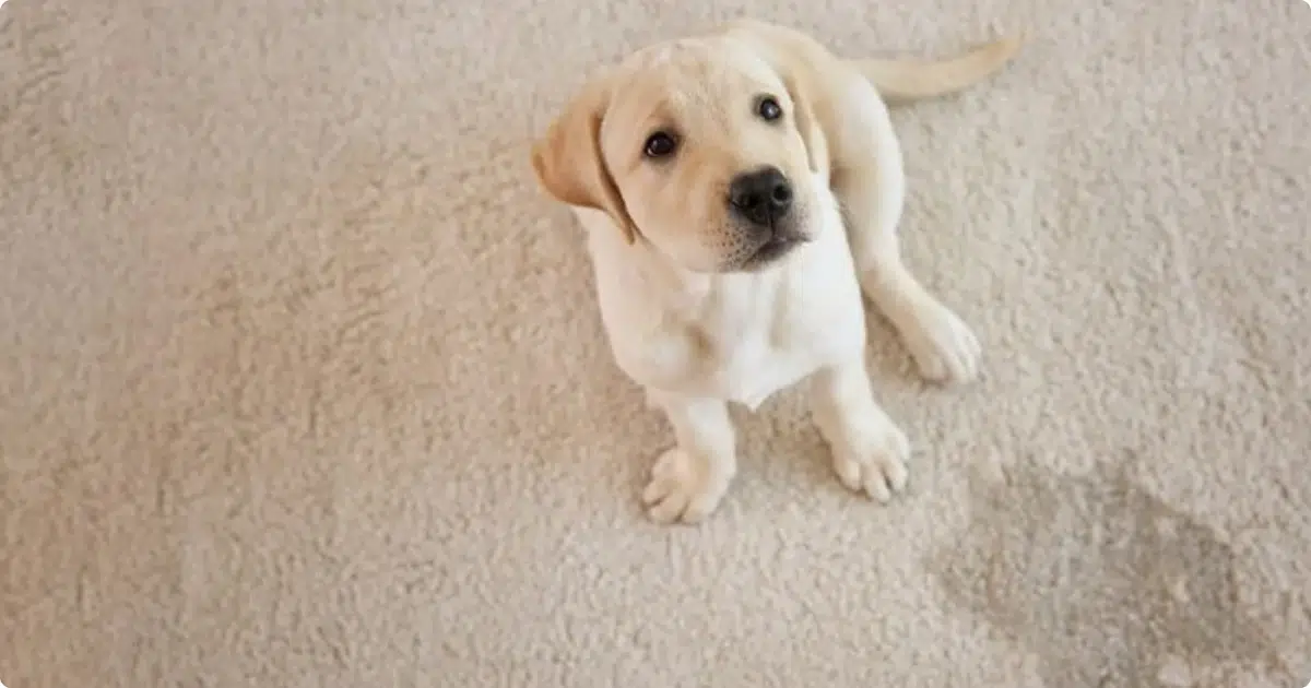 How to Get Pet Urine Smell & Stains Out of Carpet (and When to Call a Pro)